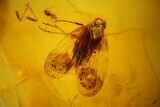 mm Fossil Cicada (Auchenorrhyncha) In Baltic Amber #123408-1